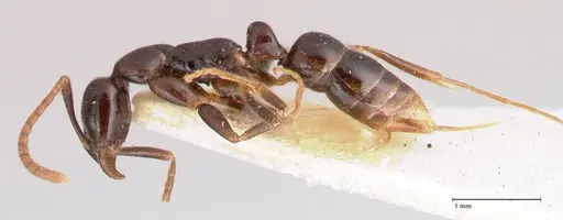 Leptogenys intermedia - FOCOL1032