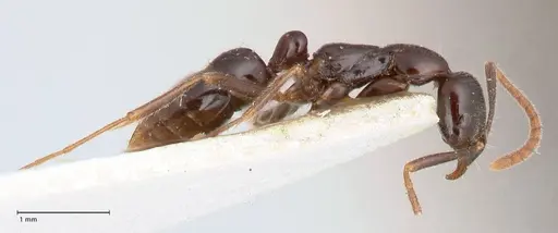 Leptogenys intermedia - FOCOL1032