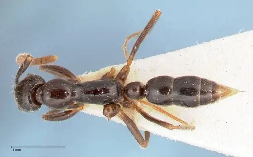 Leptogenys intermedia - FOCOL1033