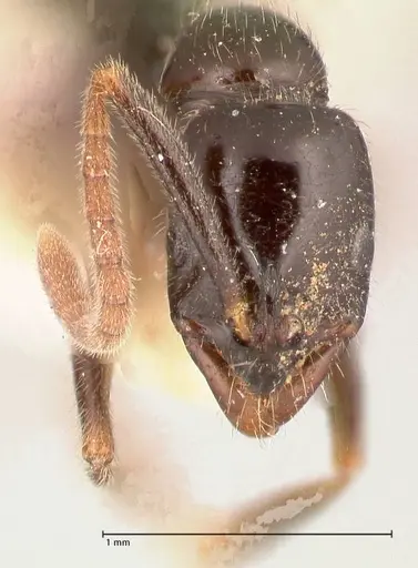 Leptogenys intermedia - FOCOL1033