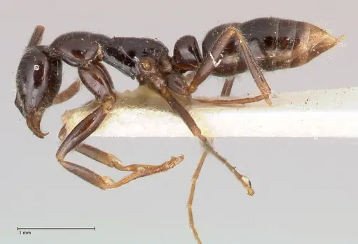 Leptogenys intermedia - FOCOL1033