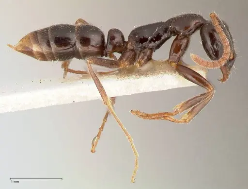 Leptogenys intermedia - FOCOL1033