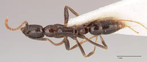 Leptogenys intermedia - FOCOL1034