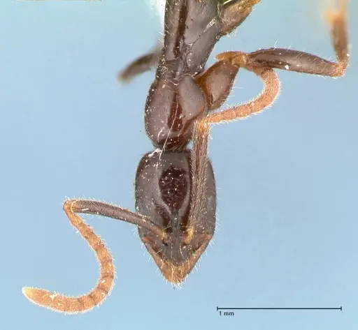 Leptogenys intermedia - FOCOL1034