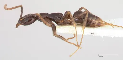 Leptogenys intermedia - FOCOL1034