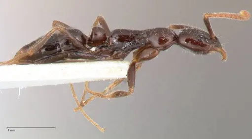 Leptogenys intermedia - FOCOL1034