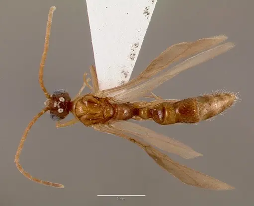 Leptogenys intermedia - SAM-HYM-C002646A