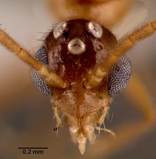 Leptogenys intermedia - SAM-HYM-C002646A