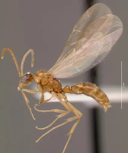 Leptogenys intermedia - SAM-HYM-C002646A