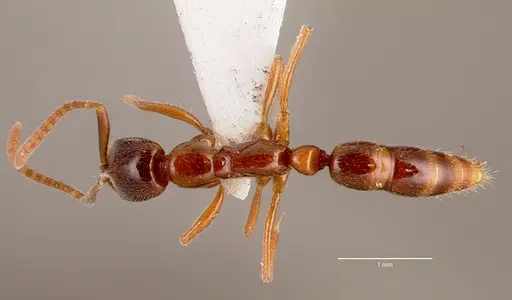 Leptogenys intermedia - SAM-HYM-C002646B