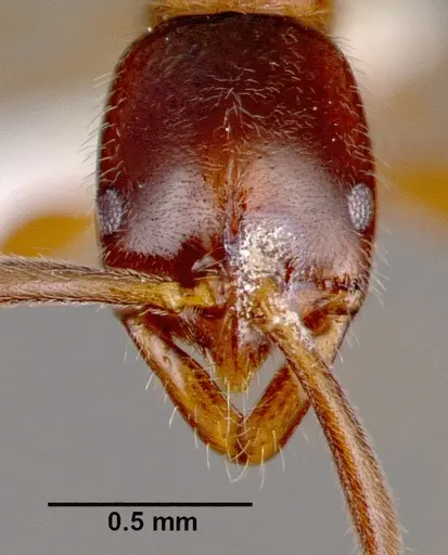 Leptogenys intermedia - SAM-HYM-C002646B