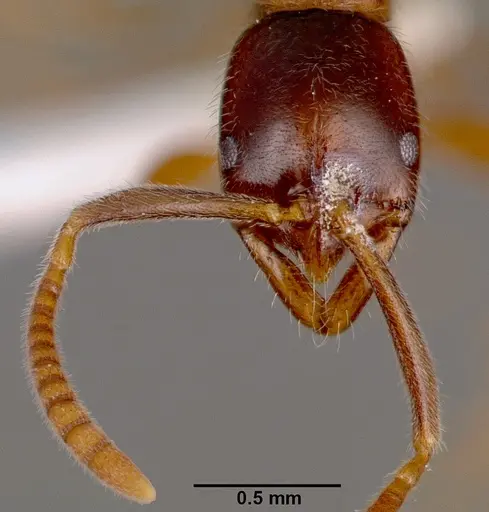 Leptogenys intermedia - SAM-HYM-C002646B