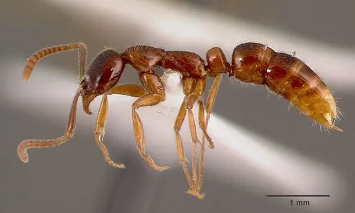 Leptogenys intermedia - SAM-HYM-C002646B