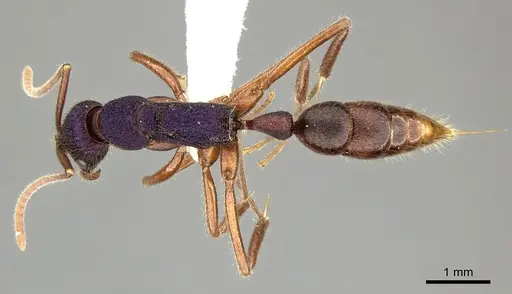 Leptogenys intricata specimen