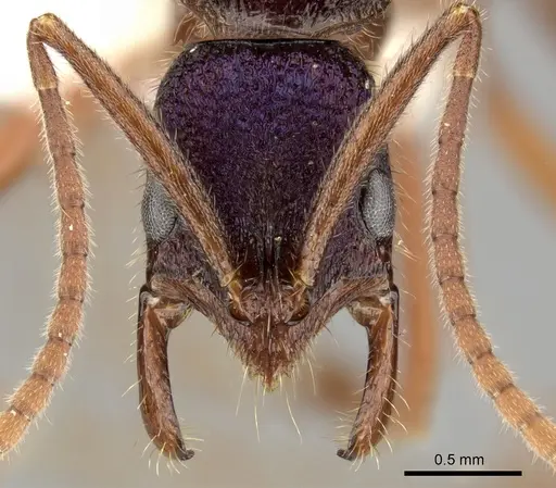 Leptogenys intricata specimen