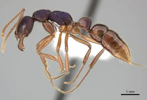 Leptogenys intricata specimen