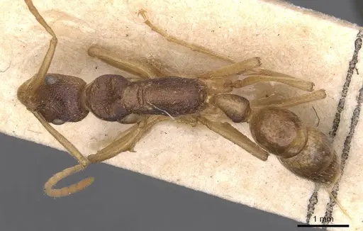 Leptogenys intricata - CASENT0907394