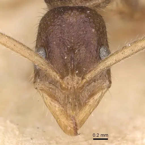 Leptogenys intricata - CASENT0907394