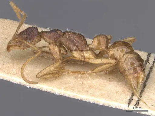 Leptogenys intricata - CASENT0907394