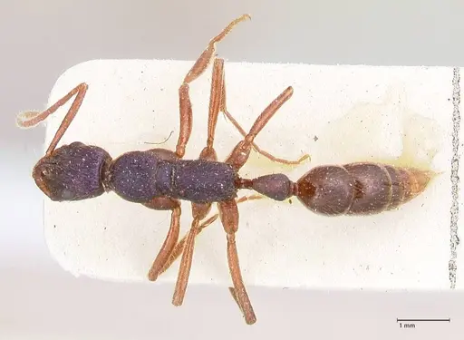 Leptogenys intricata - FOCOL0923