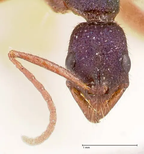 Leptogenys intricata - FOCOL0923