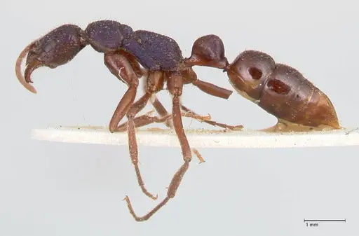 Leptogenys intricata - FOCOL0923