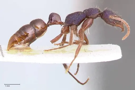 Leptogenys intricata - FOCOL0923