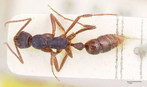 Leptogenys intricata - FOCOL0924
