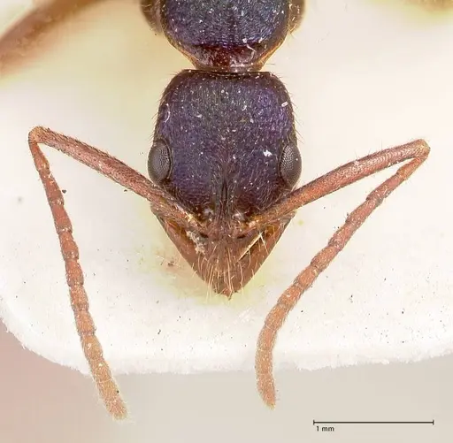 Leptogenys intricata - FOCOL0924