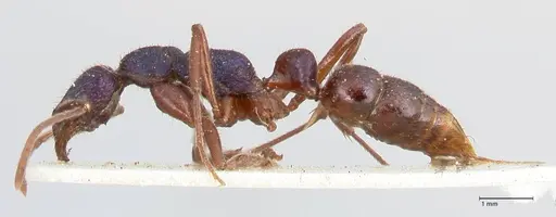 Leptogenys intricata - FOCOL0924