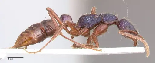 Leptogenys intricata - FOCOL0924