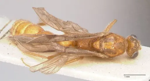 Leptogenys intricata - FOCOL0925