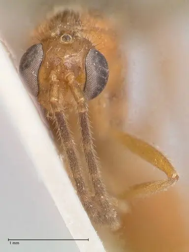 Leptogenys intricata - FOCOL0925