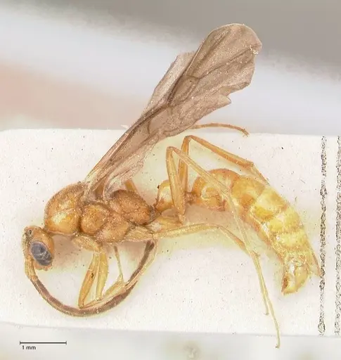 Leptogenys intricata - FOCOL0925