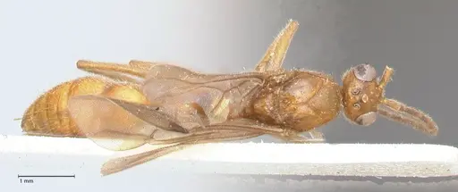 Leptogenys intricata - FOCOL0926