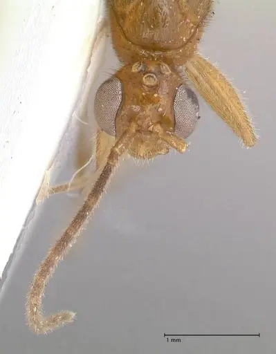 Leptogenys intricata - FOCOL0926