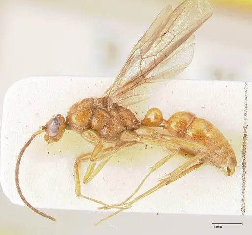 Leptogenys intricata - FOCOL0926