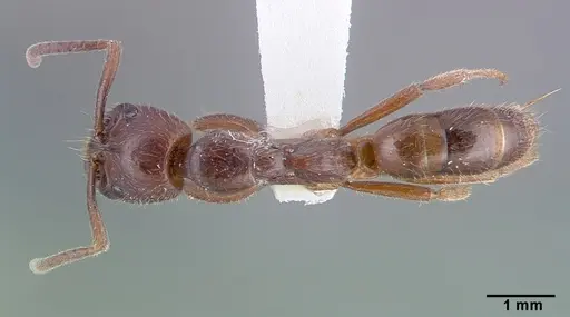 Leptogenys iridescens specimen