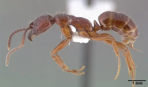Leptogenys iridescens specimen