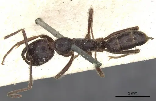 Leptogenys iridescens - CASENT0901354