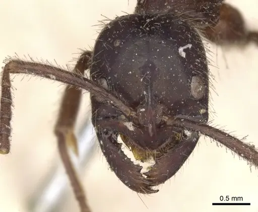 Leptogenys iridescens - CASENT0901354