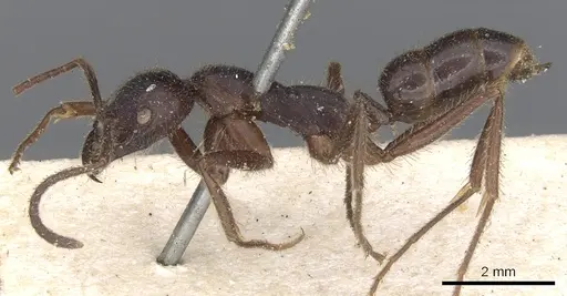 Leptogenys iridescens - CASENT0901354