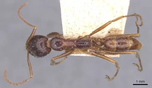 Leptogenys iridescens - CASENT0915233