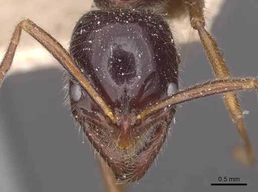 Leptogenys iridescens - CASENT0915233
