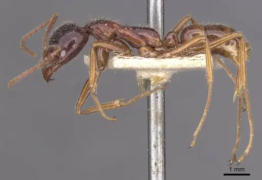 Leptogenys iridescens - CASENT0915233