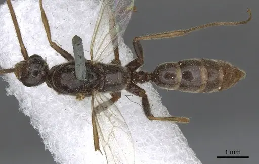 Leptogenys iridipennis specimen