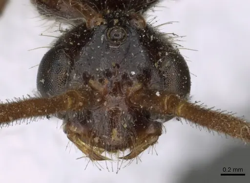 Leptogenys iridipennis specimen