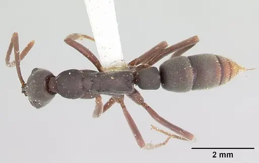 Leptogenys ixta specimen