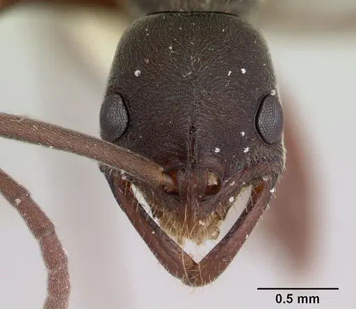 Leptogenys ixta specimen