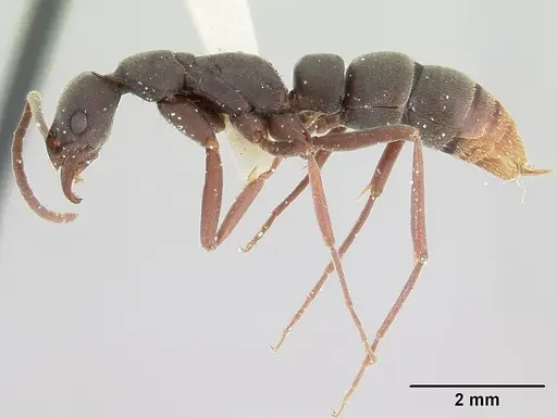 Leptogenys ixta specimen